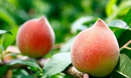 Quả đào bổ dưỡng nhưng ai không nên ăn?