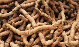 12 món ăn bài thuốc từ ba kích bổ thận tráng dương
