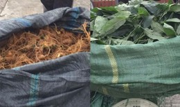 Bắt 3 đối tượng nhập s&#226;m lậu gắn m&#225;c s&#226;m Lai Ch&#226;u