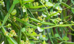 Lựa chọn mới trong chăm sóc sức khoẻ xương khớp