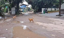 Ch&#243; thả r&#244;ng đuổi cư d&#226;n tại chung cư Tecco skyvile H&#224; Nội