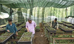 Điện Bi&#234;n đưa c&#226;y dược liệu qu&#253; trở th&#224;nh sản phẩm h&#224;ng h&#243;a chủ lực của huyện Tuần Gi&#225;o