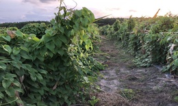 Bình Phước phát huy lợi thế các loại dược liệu đặc hữu, quý, có giá trị kinh tế cao