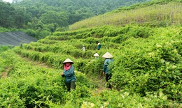 Đẩy mạnh ph&#225;t triển trồng c&#226;y dược liệu – hướng đi mới của H&#224; Nội