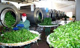 Đâu là mấu chốt để xây dựng vùng trồng dược liệu năng suất, chất lượng cao?
