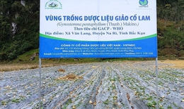 Bảo tồn, ph&#225;t triển nguồn gen c&#226;y dược liệu ở Bắc Kạn thế n&#224;o?