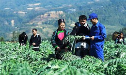 Bí quyết phát triển vùng trồng dược liệu gắn với du lịch và chữa bệnh cộng đồng