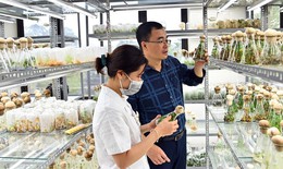 Việt Nam đ&#227; x&#226;y dựng được mạng lưới bảo tồn nguồn gen v&#224; giống c&#226;y thuốc tr&#234;n cả nước