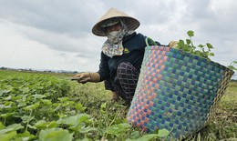 Người dân tất bật ra đồng từ nửa đêm thu hoạch rau má sau lũ