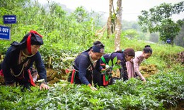H&#236;nh th&#224;nh hệ thống &#39;chuỗi gi&#225; trị&#39; ph&#225;t triển dược liệu qu&#253; v&#249;ng d&#226;n tộc thiểu số v&#224; miền n&#250;i 