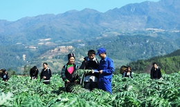 Giải pháp nào để nâng cao giá trị cho các loại dược liệu?