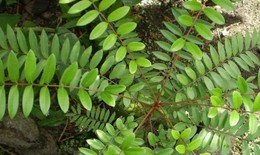 Mật nhân có tác dụng gì?