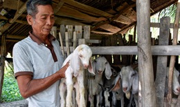 Nâng cao đời sống bà con vùng đồng bào dân tộc Khmer ở Cà Mau nhờ Chương trình MTQG 1719