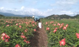 Tập trung giải pháp thực hiện hiệu quả các chương trình mục tiêu quốc gia