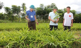 Sốp Cộp ph&#225;t triển c&#225;c m&#244; h&#236;nh li&#234;n kết trồng c&#226;y dược liệu