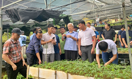 Lai Châu: Mục tiêu bảo tồn, phát triển 10.000ha sâm dưới tán rừng