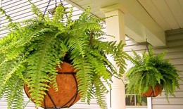 Các bài thuốc chữa bệnh từ dương xỉ
