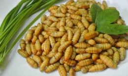 Con nhộng là vị thuốc chữa viêm dạ dày