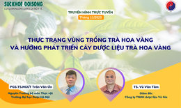 Truyền h&#236;nh trực tuyến: Thực trạng v&#249;ng trồng tr&#224; hoa v&#224;ng v&#224; hướng ph&#225;t triển c&#226;y dược liệu tr&#224; hoa v&#224;ng