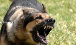 Phát hiện ổ bệnh dại đầu tiên trên đàn chó tại Đồng Nai