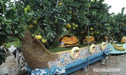 Mục sở thị chậu bưởi giá hàng trăm triệu đồng