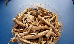 12 bài thuốc có ngũ gia bì chữa đau nhức xương khớp