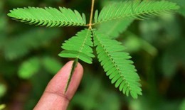 Bài thuốc chữa bệnh từ cây xấu hổ