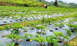 Nhiều gia đ&#236;nh d&#226;n tộc thiểu số c&#243; &#39;của ăn của để&#39; nhờ trồng c&#226;y dược liệu