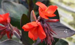 Dong riềng đỏ c&#243; t&#225;c dụng g&#236; đối với bệnh l&#253; tim mạch?