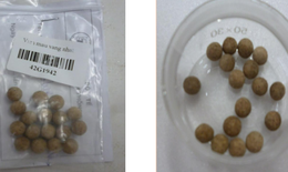 Cảnh báo 'thuốc trị tiểu đường 3 đời' chứa chất cấm Phenformin