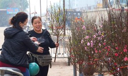 Tranh thủ nghỉ lễ, người H&#224; Nội mua đ&#224;o nở sớm để &quot;thưởng&quot; kh&#244;ng kh&#237; Tết &#226;m giữa Tết dương