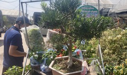 Nhà vườn tất bật chuẩn bị hoa và cây cảnh cho thị trường ngày Tết