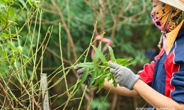 Người dân Nhật Tân tất bật 'xuống lá' cho đào chuẩn bị đón Tết 2024