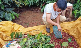 Canh c&#225;nh nỗi lo bị trộm cắp trong m&#249;a thu hoạch c&#224; ph&#234;