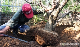 Nông dân kiếm bạc triệu mỗi ngày nhờ đánh gốc 'đào khủng'