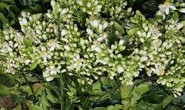 Dân Hà Nội mê thứ hương nồng nàn, hoa bưởi thành hàng đắt đỏ