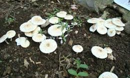 Đã có trường hợp tử vong vì sử dụng nấm độc, cây rừng: Bộ Y tế nhắc tăng cường phòng chống ngộ độc