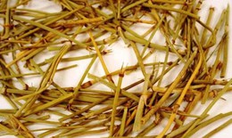 4 thể hen phế quản và pháp điều trị