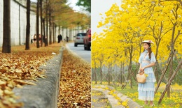 Những địa điểm check-in đẹp nhất Hà Nội mùa cây thay lá, mùa hoa khoe sắc thắm