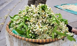 Hoa bưởi đắt ngang hoa nhập ngoại, có giá nửa triệu đồng/kg vẫn đắt hàng