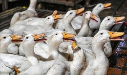 WHO đánh giá nguy cơ lây lan virus cúm gia cầm H5N1 tại Campuchia