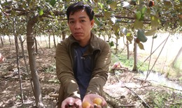 Nhiều nông dân trồng táo ở Ninh Thuận khóc ròng vì bụi

