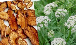 Xuyên khung hỗ trợ điều trị đau đầu