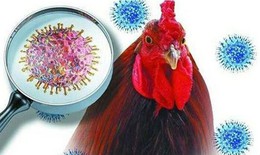 Cúm A(H5N1) khiến 1 người ở Campuchia tử vong, Bộ Y tế yêu cầu tăng cường phòng, chống cúm gia cầm lây sang người