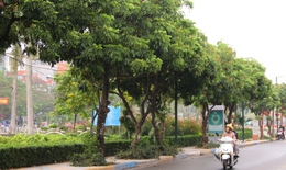 Hàng cây chục năm tuổi trên phố đi bộ Trịnh Công Sơn sắp bị di dời