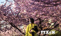 Thủ đô Tokyo của Nhật Bản đón mùa hoa anh đào sớm bất thường