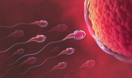 Khả năng di chuyển của tinh trùng ảnh hưởng đến khả năng thụ thai như thế nào?