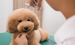 Vi khuẩn đa kháng thuốc có thể lây truyền giữa người và vật nuôi