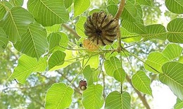 Cảnh báo hàng loạt học sinh nhập viện nghi do ăn quả cây ngô đồng
