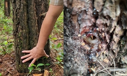 Kẻ xấu khoan và đổ hóa chất vào thân hàng chục cây thông 33 năm tuổi ở Quảng Trị